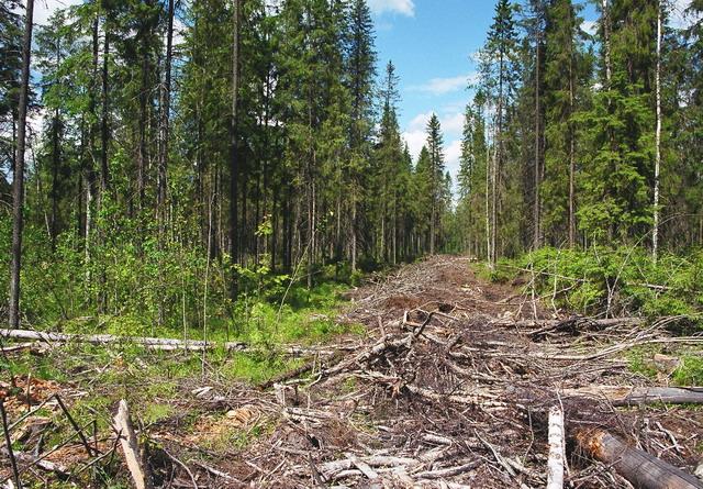 Исполнительные документы в области лесного законодательства – на контроле судебных приставов