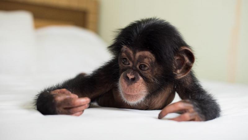 Шимпанзе Оскар, родившийся в зоопарке отеля «Ялта-Интурист»,   «дал интервью» «Первому каналу»