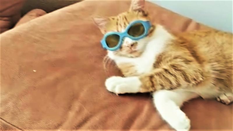 КАЖДЫЙ КОТИК ТАКОЙ | КАЖДЫЙ ПЁСИК ТАКОЙ Funny Cat and Dog Videos Compilation