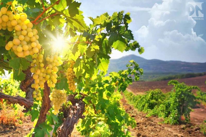 В Анапе высадили 300 га виноградников