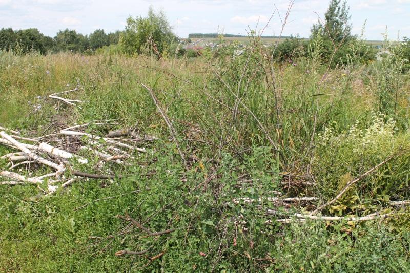 ОНФ в Мордовии добивается уборки навалов древесины с арендованной фермером земли