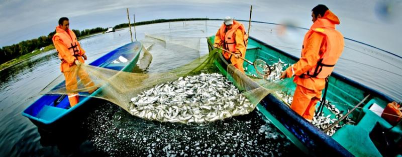 «Нашу рыбу возили на партсъезды»: глава рыбозавода – о том, как РСХБ помогает продолжать советские традиции