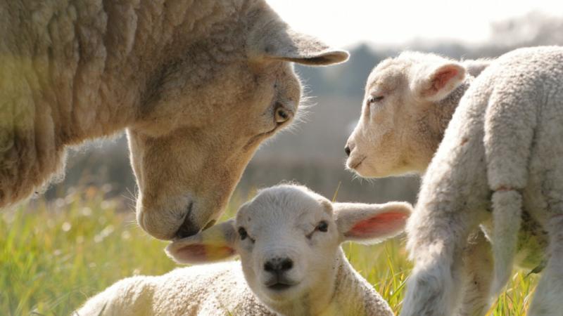 Фермеров Хакасии обучили инновационному способу разведения овец
