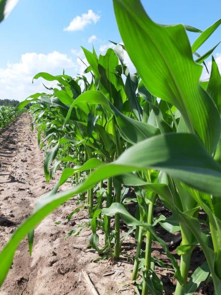 Гибриды кукурузы показывают на Дне поля во Владимирской области
