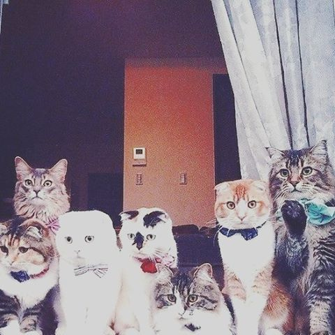 Онлайн-экскурсии в приют для кошек «Преданное сердце» в Санкт-Петербурге набирают популярность