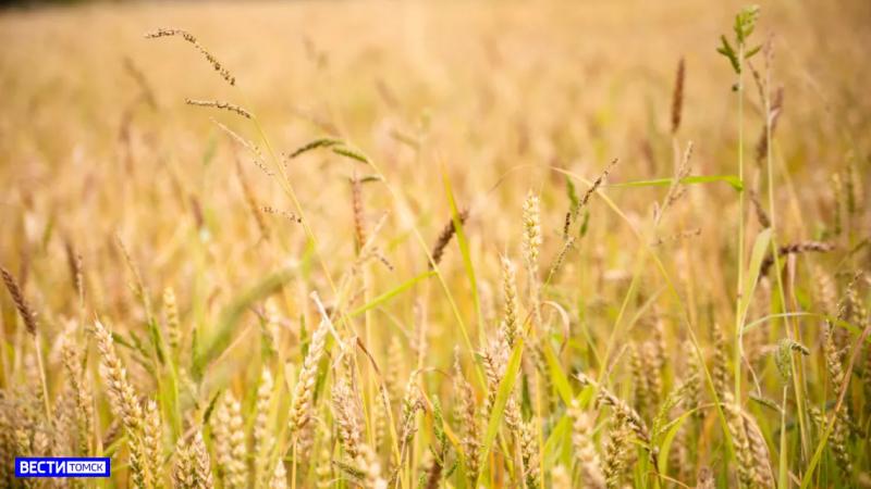 В Томской области в этом году планируют собрать более 450 тысяч тонн зерна