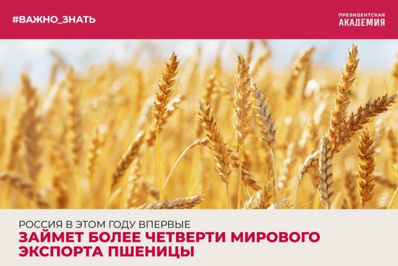 Россия в этом году впервые займет более четверти мирового экспорта пшеницы
