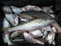 О пресечении несанкционированной торговли рыбной продукцией